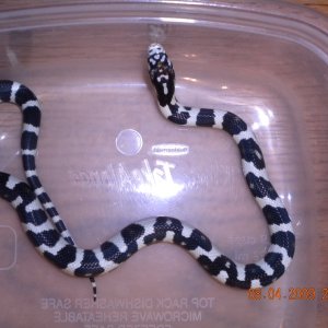 Jungle Male #5