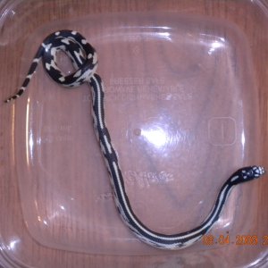 Female #5