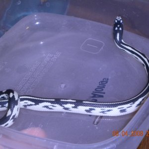 Jungle Female #5 side