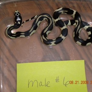 Male Jungle Corn #6