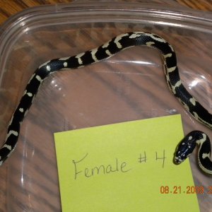 Female Jungle Corn #4