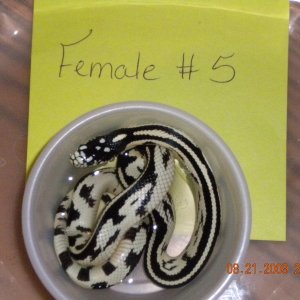 Female Jungle Corn #5