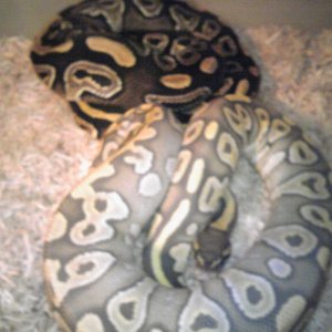 mojave and Hypo mojave