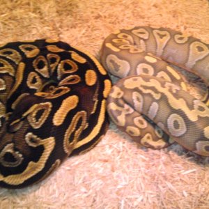 mojave and Hypo mojave