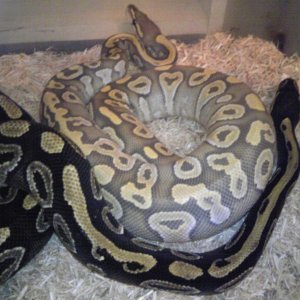 mojave and Hypo mojave