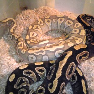 mojave and Hypo mojave