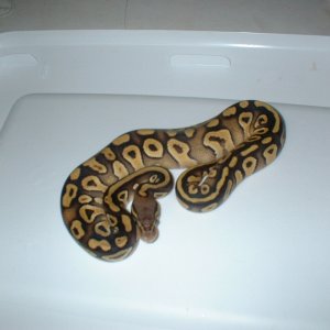 MOJAVES