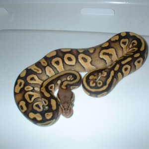 MOJAVES