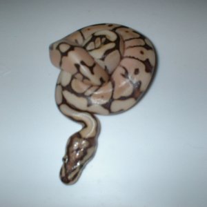 MOJAVES