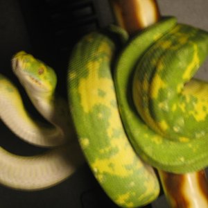 male gtp