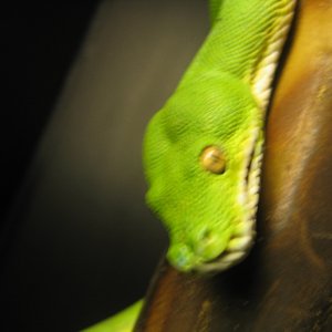 male gtp