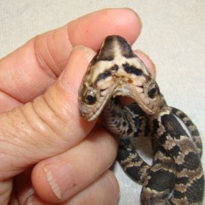 Two Headed False Water Cobra