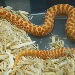 Albino Hognose Snakes