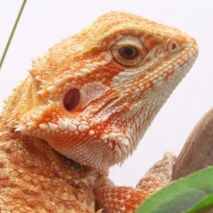 Capital Dragons - Canada's source for extreme bearded dragon color morphs.