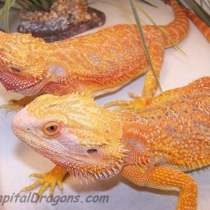 Capital Dragons - Canada's source for extreme bearded dragon color morphs.