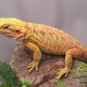 Capital Dragons - Canada's source for extreme bearded dragon color morphs.