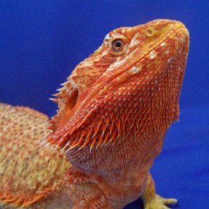 Capital Dragons - Canada's source for extreme bearded dragon color morphs.