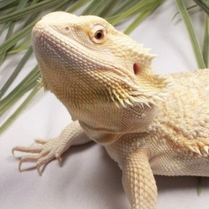 Capital Dragons - Canada's source for extreme bearded dragon color morphs.