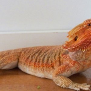 Capital Dragons - Canada's source for extreme bearded dragon color morphs.