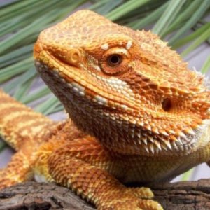 Capital Dragons - Canada's source for extreme bearded dragon color morphs.