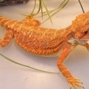 Capital Dragons - Canada's source for extreme bearded dragon color morphs.