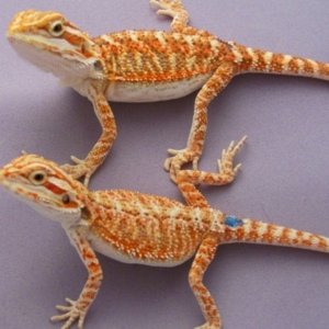 Capital Dragons - Canada's source for extreme bearded dragon color morphs.