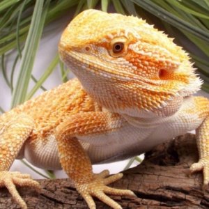 Capital Dragons - Canada's source for extreme bearded dragon color morphs.