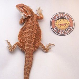 Capital Dragons - Canada's source for extreme bearded dragon color morphs.