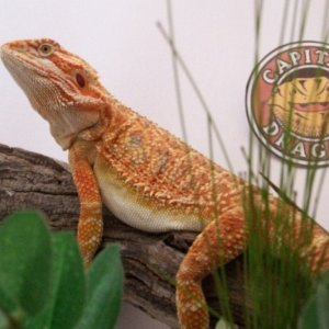 Capital Dragons - Canada's source for extreme bearded dragon color morphs.