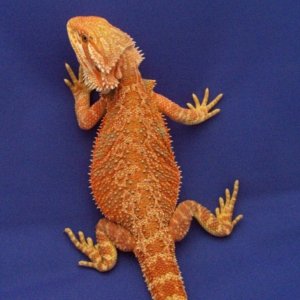 Capital Dragons - Canada's source for extreme bearded dragon color morphs.