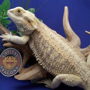 Capital Dragons - Canada's source for extreme bearded dragon color morphs.