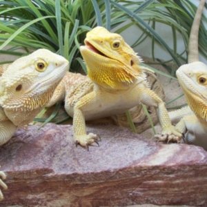 Capital Dragons - Canada's source for extreme bearded dragon color morphs.