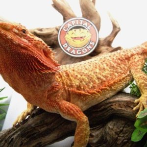 Capital Dragons - Canada's source for extreme bearded dragon color morphs.