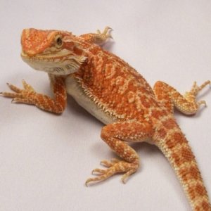 Capital Dragons - Canada's source for extreme bearded dragon color morphs.