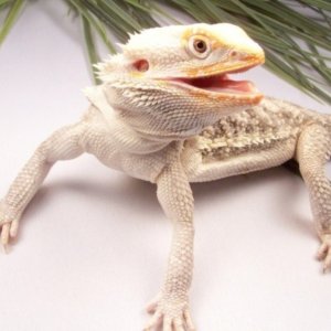 Capital Dragons - Canada's source for extreme bearded dragon color morphs.