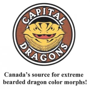 Capital Dragons - Canada's source for extreme bearded dragon color morphs.