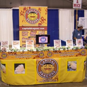 Capital Dragons - Canada's source for extreme bearded dragon color morphs.