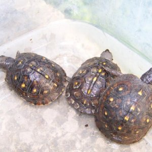 CBB box turtles