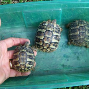 CB Herman's Tortoise