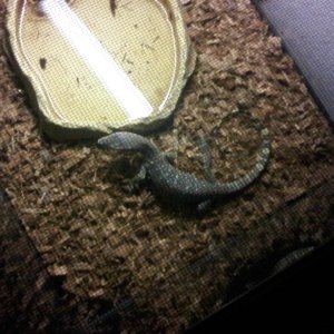 Salvator water monitor