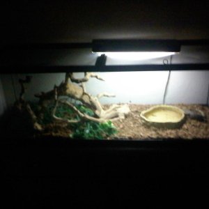 monitor's cage