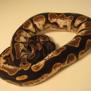 male calico