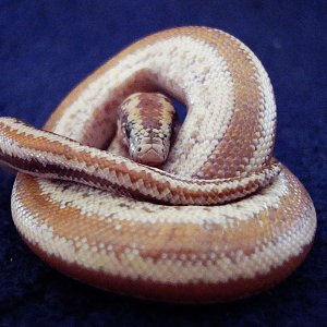 The Rosy boa's Jnani which practices Jnana yoga