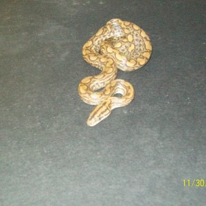 COLUMBIAN RAINBOW BOAS