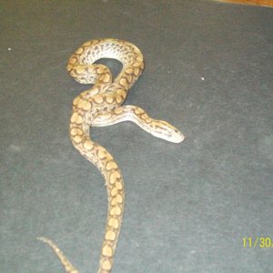 COLUMBIAN RAINBOW BOAS