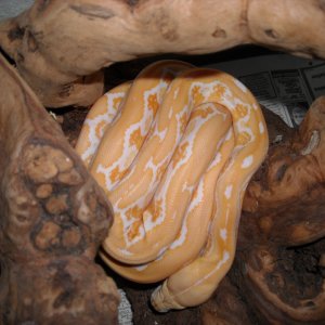 peaches