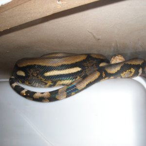 tig