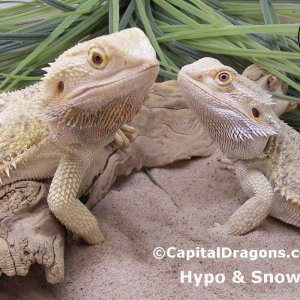Capital Dragons Inc.
