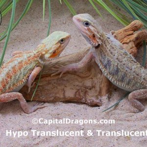 Hypo Trans & Translucent - Sample pictures.