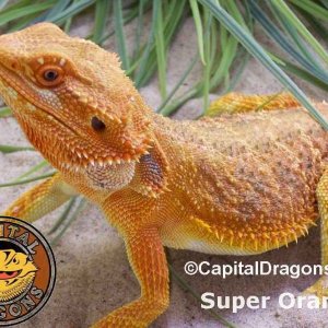 Super Orange - Sample Pic